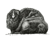 Load image into Gallery viewer, "Bison no. 3" a Pen Drawing Giclee Print