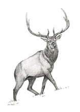 Load image into Gallery viewer, "Elk no. 1" a Pen Drawing Giclee Print