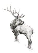 Load image into Gallery viewer, "Elk no. 3" a Pen Drawing Giclee Print