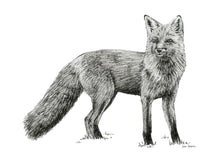 Load image into Gallery viewer, "Fox no. 4" a Pen Drawing Giclee Print