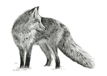 Load image into Gallery viewer, "Fox no. 2" a Pen Drawing Giclee Print