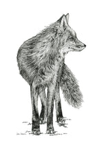 Load image into Gallery viewer, "Fox no. 1" a Pen Drawing Giclee Print