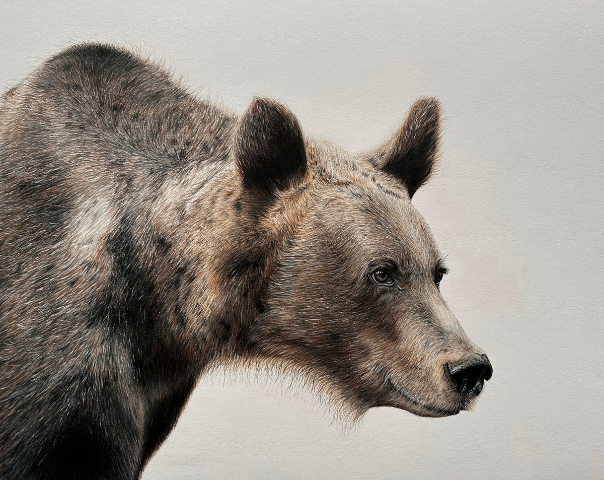 "Grizzly" an Original Colored Pencil Drawing