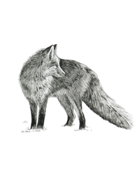 "Fox no. 2" a Pen Drawing Giclee Print