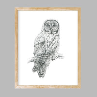 "Great Grey" a veritcal Owl Giclee Print