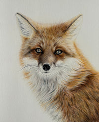 "Bright-Eyed" an Original Colored Pencil Drawing