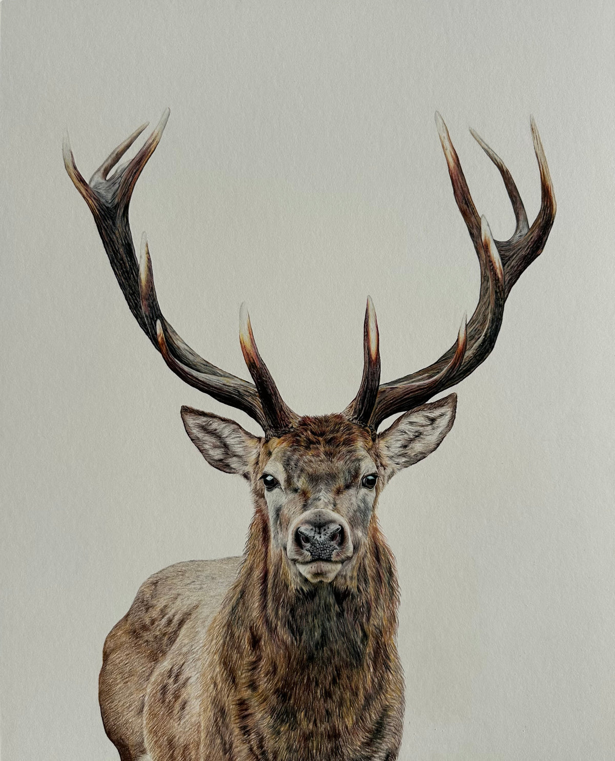 "Majestic" an Original Colored Pencil Drawing