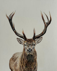 "Majestic" an Original Colored Pencil Drawing
