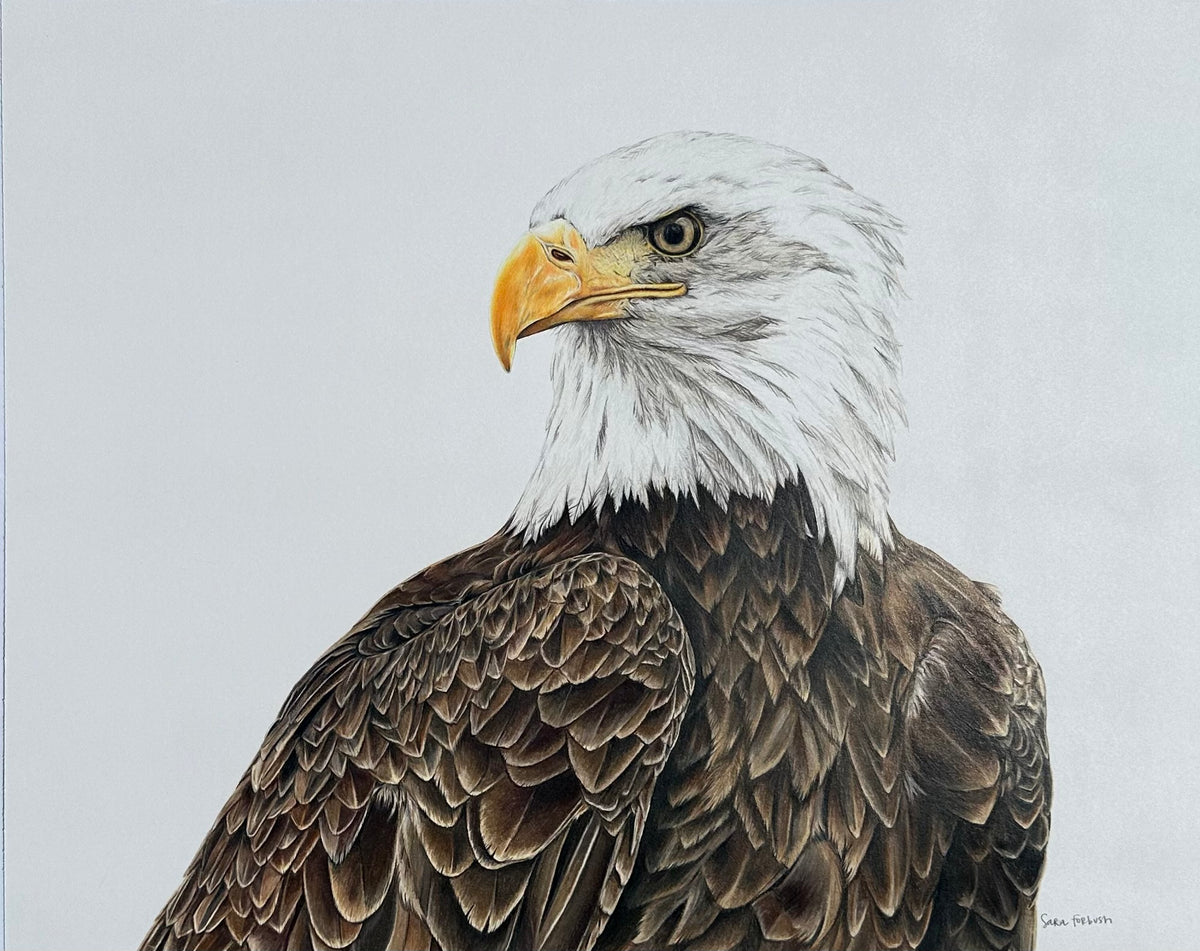 "Freedom" an Original Colored Pencil Drawing