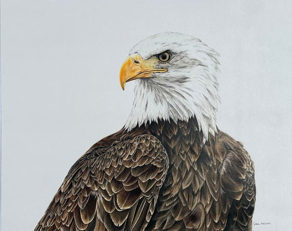 "Freedom" an Original Colored Pencil Drawing
