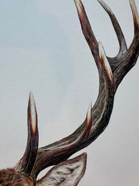 "Majestic" an Original Colored Pencil Drawing