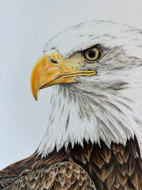 "Freedom" an Original Colored Pencil Drawing