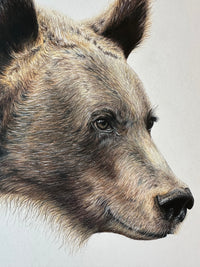 "Grizzly" an Original Colored Pencil Drawing