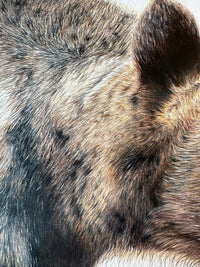 "Grizzly" an Original Colored Pencil Drawing