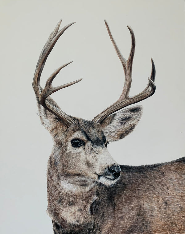 "Kilgore" an Original Colored Pencil Drawing