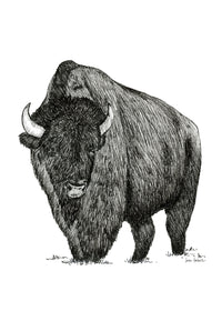 "Bison no. 4" a Pen Drawing Giclee Print