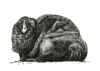 "Bison no. 3" a Pen Drawing Giclee Print