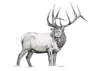 "Elk no. 2" a Pen Drawing Giclee Print