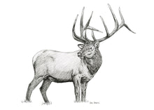 Load image into Gallery viewer, &quot;Elk no. 2&quot; a Pen Drawing Giclee Print
