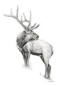 "Elk no. 3" a Pen Drawing Giclee Print
