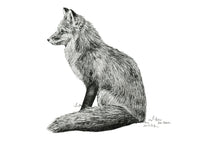 "Fox no. 3" a Pen Drawing Giclee Print
