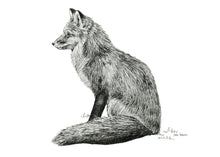 Load image into Gallery viewer, &quot;Fox no. 3&quot; a Pen Drawing Giclee Print
