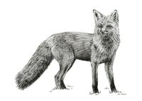 "Fox no. 4" a Pen Drawing Giclee Print