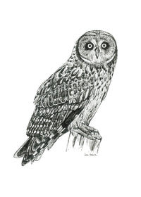 "Owl no. 2" a Pen Drawing Giclee Print