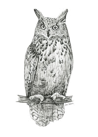 "Owl no. 1" a Pen Drawing Giclee Print