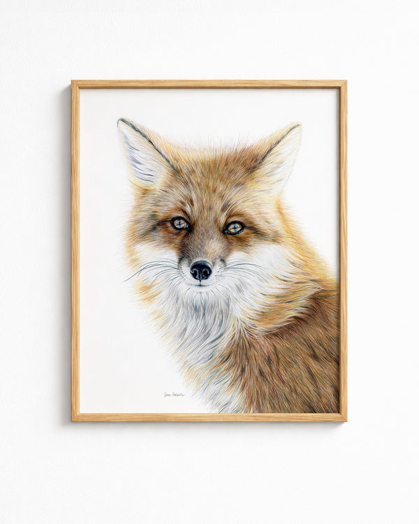"Bright-Eyed" A Red Fox Colored Pencil Vertical Print