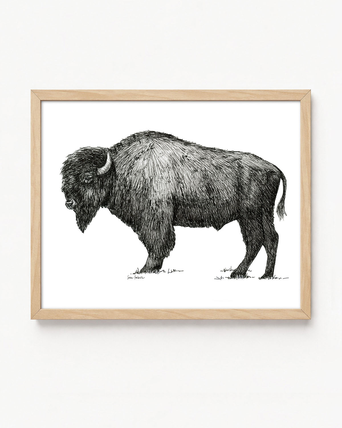 "Bison no. 2" a Pen Drawing Giclee Print
