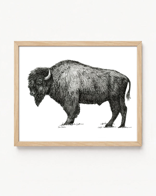 "Bison no. 2" a Pen Drawing Giclee Print
