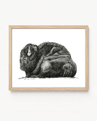 "Bison no. 3" a Pen Drawing Giclee Print