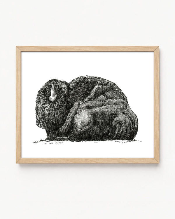 "Bison no. 3" a Pen Drawing Giclee Print