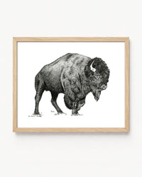 "Bison no. 1" a Pen Drawing Giclee Print