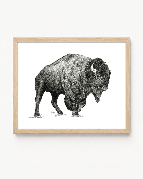 "Bison no. 1" a Pen Drawing Giclee Print