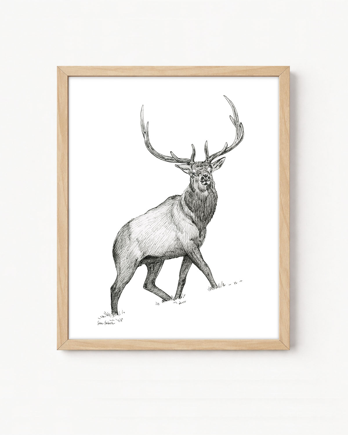 "Elk no. 1" a Pen Drawing Giclee Print