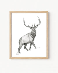 "Elk no. 1" a Pen Drawing Giclee Print