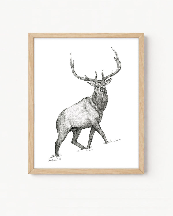 "Elk no. 1" a Pen Drawing Giclee Print