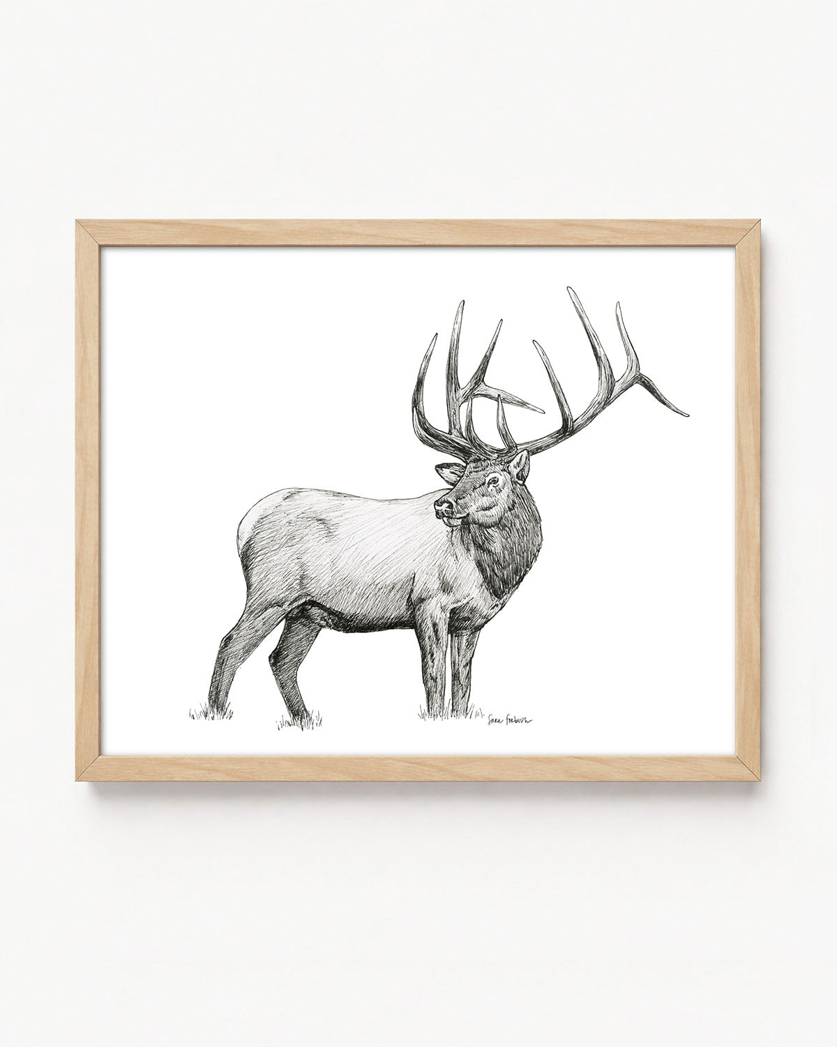 "Elk no. 2" a Pen Drawing Giclee Print