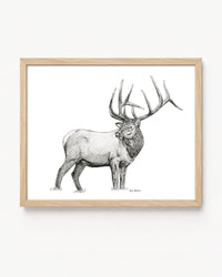 "Elk no. 2" a Pen Drawing Giclee Print