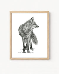 "Fox no. 1" a Pen Drawing Giclee Print