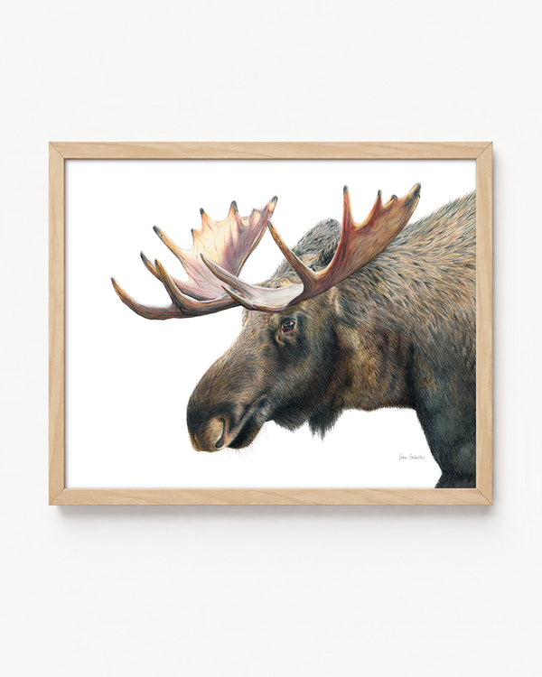 "At The Spring" A Moose Colored Pencil Horizontal Print