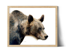 Load image into Gallery viewer, &quot;Grizzly&quot; A Grizzly Bear Colored Pencil Horizontal Print
