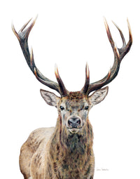 "Majestic" An Elk Colored Pencil Vertical Print