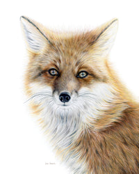 "Bright-Eyed" A Red Fox Colored Pencil Vertical Print