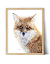 "Bright-Eyed" A Red Fox Colored Pencil Vertical Print