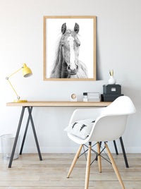 "Vasco" a Horizontal Horse Pencil Drawing Print