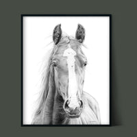 "Vasco" a Horizontal Horse Pencil Drawing Print