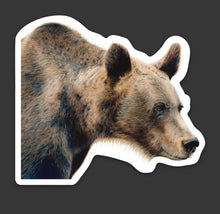 Load image into Gallery viewer, Grizzly Bear Colored Pencil Drawing STICKER
